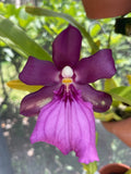 Miltonia mooreliana (spectabilis) 'Royalty' AM/AOS - awarded orchid species Orchids