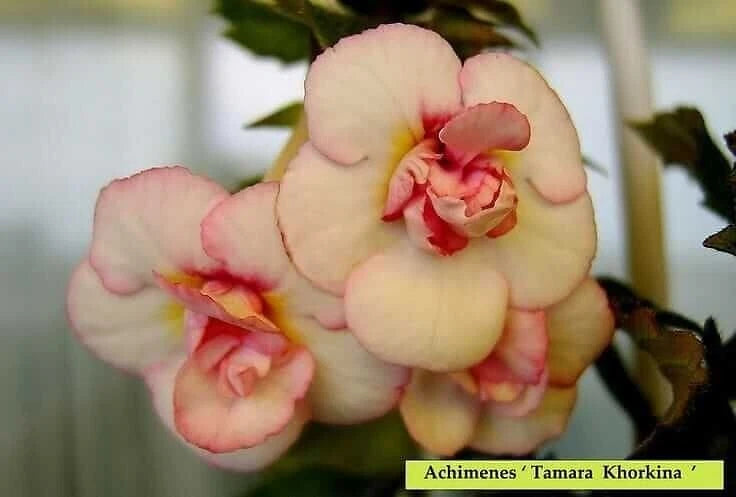 Achimenes Double Imported Flower Bulbs (Tamara Khorkina) Pack of 2 bulbs Ranunculus