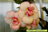 Achimenes Double Imported Flower Bulbs (Tamara Khorkina) Pack of 2 bulbs Ranunculus