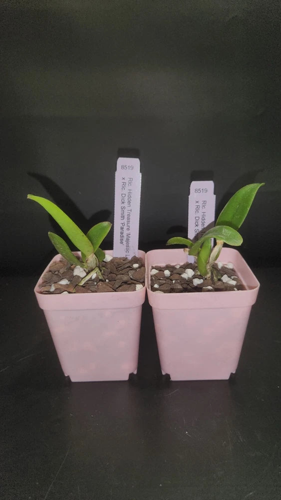 Two orchid plants in light-pink pots with gravel and small green leaves