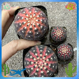 5PCS Gymnocalycium ragonesei pink cactus Succulent Plant Home Garden 3-5cm Garden Plants