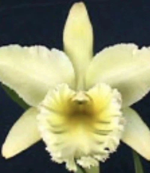 Pale yellow orchid flower with a green center and ruffled petals