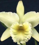 Pale yellow orchid flower with a green center and ruffled petals