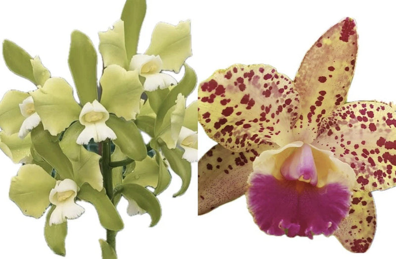Cattleya C Tigrina Tribelo alba X Blc Durigan ÔDouradoÕ 2Ó Seedling Orchids
