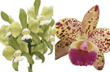 Cattleya C Tigrina Tribelo alba X Blc Durigan ÔDouradoÕ 2Ó Seedling Orchids