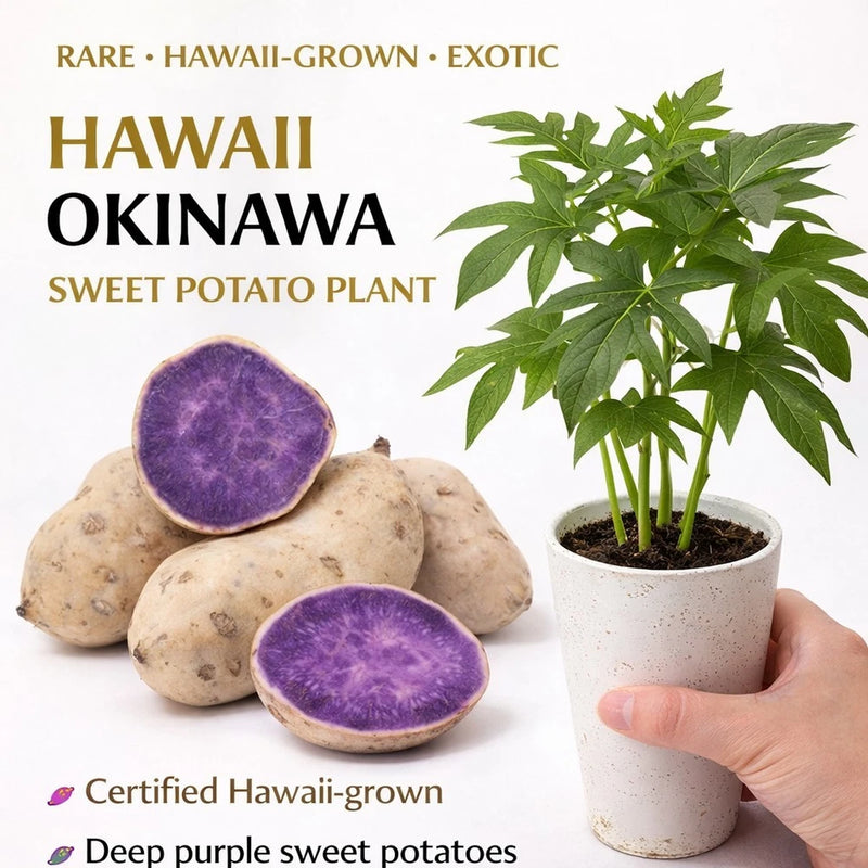 5 Okinawa Hawaiian Special - Sweet Potato Plants Rare Starter Cup - 5 In 1 Cup. Garden Plants