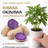5 Okinawa Hawaiian Special - Sweet Potato Plants Rare Starter Cup - 5 In 1 Cup. Garden Plants