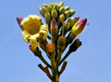 20 INDIAN TRUMPET Flower TREE (Midnight Horror / Broken Bones Plant / Tree of Da Flowering Plants