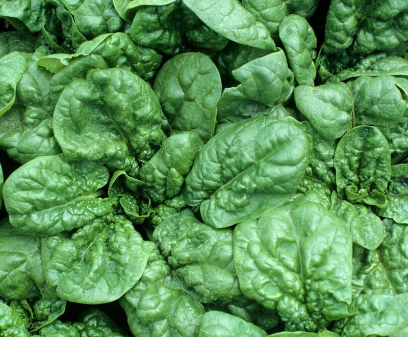 SPINACH SEEDS BLOOMSDALE 100+ vegetable garden LEAFY greens SALAD FREE SHIPPING Garden Plants