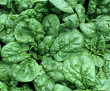 SPINACH SEEDS BLOOMSDALE 100+ vegetable garden LEAFY greens SALAD FREE SHIPPING Garden Plants