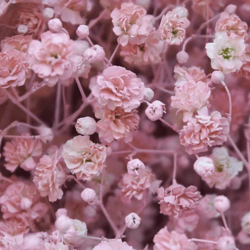 Pink Baby's Breath Seeds | Non-GMO | Free Shipping | Seed Store | 1269 Flowering Plants