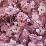 Pink Baby's Breath Seeds | Non-GMO | Free Shipping | Seed Store | 1269 Flowering Plants