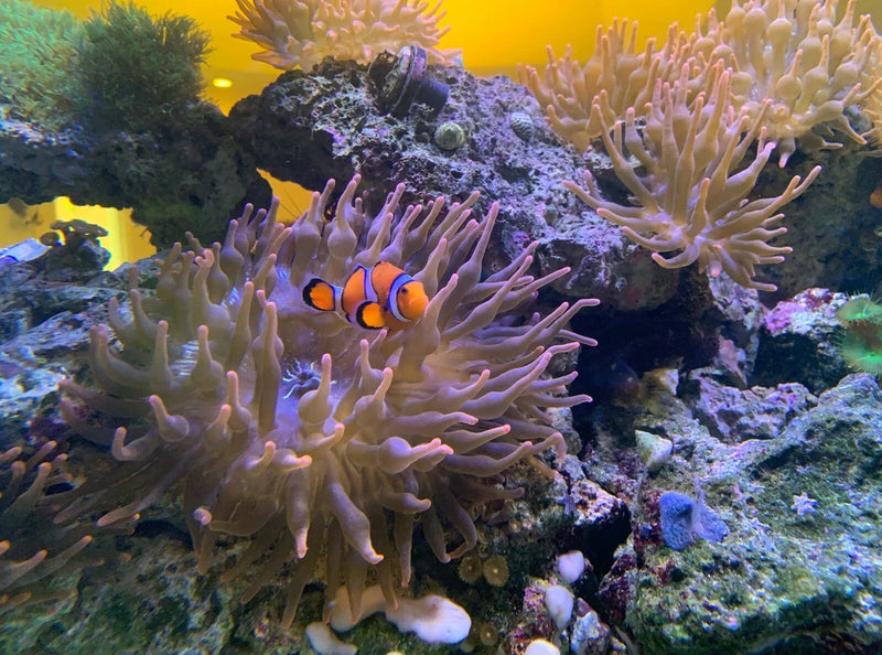 Rose Bubble Tip Anenome Anemone