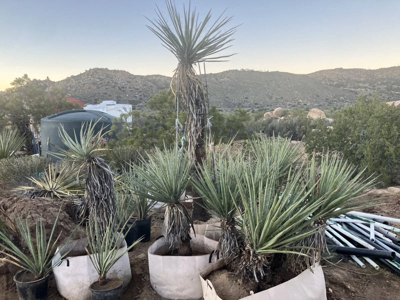 Yucca, Mojave Yucca, Resilient And Easy To Grow Flowering Plants