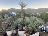 Yucca, Mojave Yucca, Resilient And Easy To Grow Flowering Plants