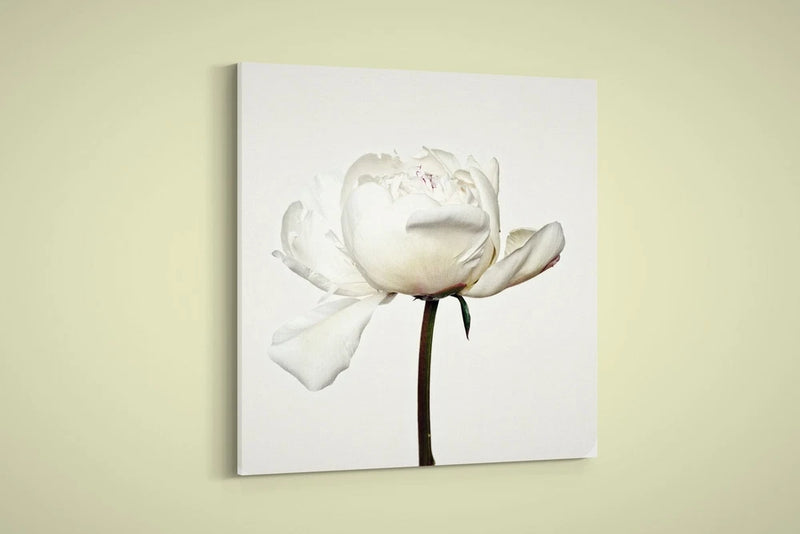 Artographie peony flower art print on canvas, white bloom with dark green stem