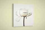Artographie - Peony Flower - Art Print on Paper or Canvas Peony