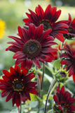 Chocolate Cherry Sunflower, , Beautiful Ornamental Sunflower, FREE SHIPPING Sunflower