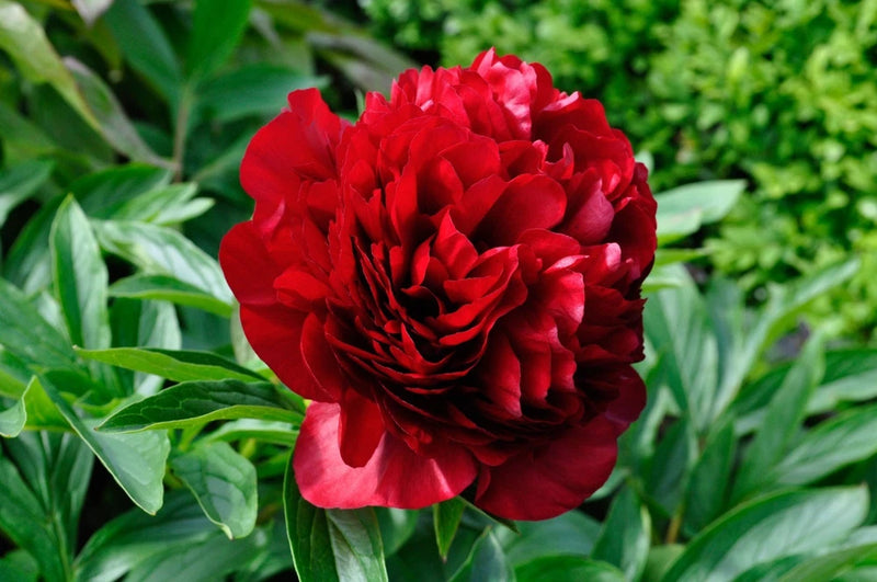 1 - Peony Bare Root Plant " RED CHARM " with 2-4 eyes (not seeds)  Shipping Now Peony