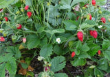 Wild Strawberry Plant- Alpine Starter, 3 Live Fruit Garden Plants Garden Plants