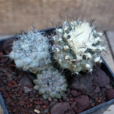 D3145 COPIAPOA HUMILIS VERY OLD pot10-H6-W9 cm MaMa Cactus Green Plant