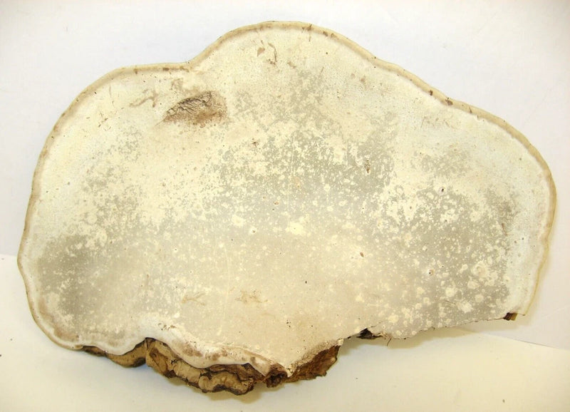 Dried tree conk, pale tan fan-shaped craft piece with textured surface