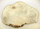 Dried Tree Conk, 10" x 7" For Painting or Crafts Artists Dried Flower