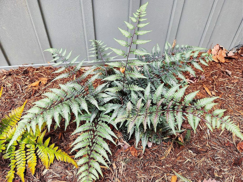 Live GODZILLA JAPANESE PAINTED Fern Plant / Athyrium Niponicum - [Pint Pot] Green Plant