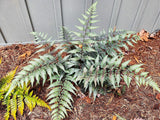 Live GODZILLA JAPANESE PAINTED Fern Plant / Athyrium Niponicum - [Pint Pot] Green Plant