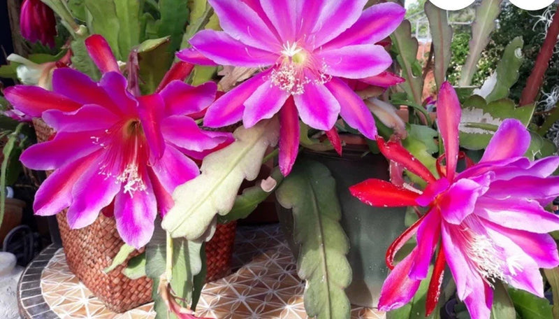 Pink orchid cactus with bright magenta star flowers and thick green stems