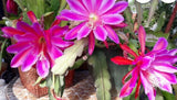 Pink flowers Orchid Cactus Epiphyllum Oxypetalum, 10-15 plants in a pot Orchids