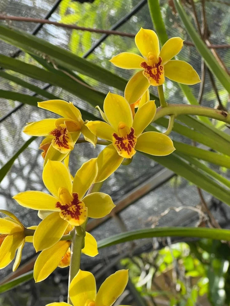 Yellow cymbidium orchid blossoms with red speckled centers and green leaves