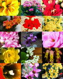 FLOWERING KALANCHOE MIX rare plant exotic cactus flower succulents seed 30 seeds Garden Plants