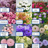 25pc LISIANTHUS SEEDS Garden Plant Flower bed exotic USA seller FREE shipping Flowering Plants