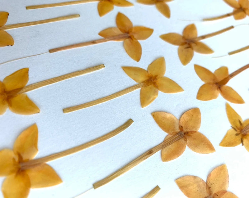 Pressed yellow ixora flowers laid on a light card for art and crafts