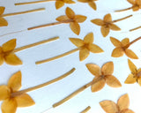 24 pc yellow Ixora pressed golden flowers natural for cards art crafts candle US Dried Flower