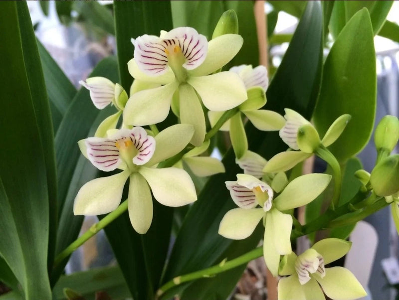 Blooming pale yellow orchids with pink striped centers and green leaves
