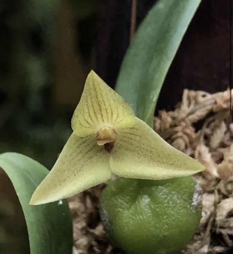 Miniature yellow-green orchid bloom with star-shaped petals on green leaves