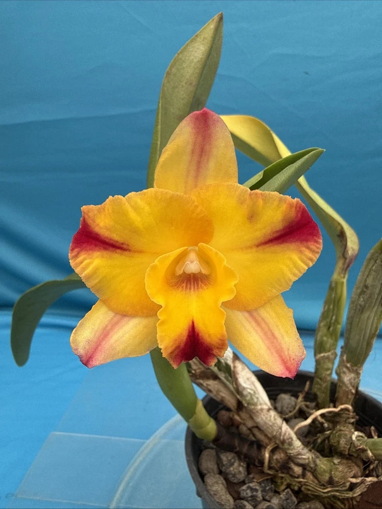Yellow Cattleya orchid flower in pot with green leaves, orange-red petals, and bark mix