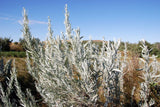 100 SILVER SAGEBRUSH Artemisia Cana Dwarf Sagebrush Wormwood Herb Flower Seeds Flowering Plants