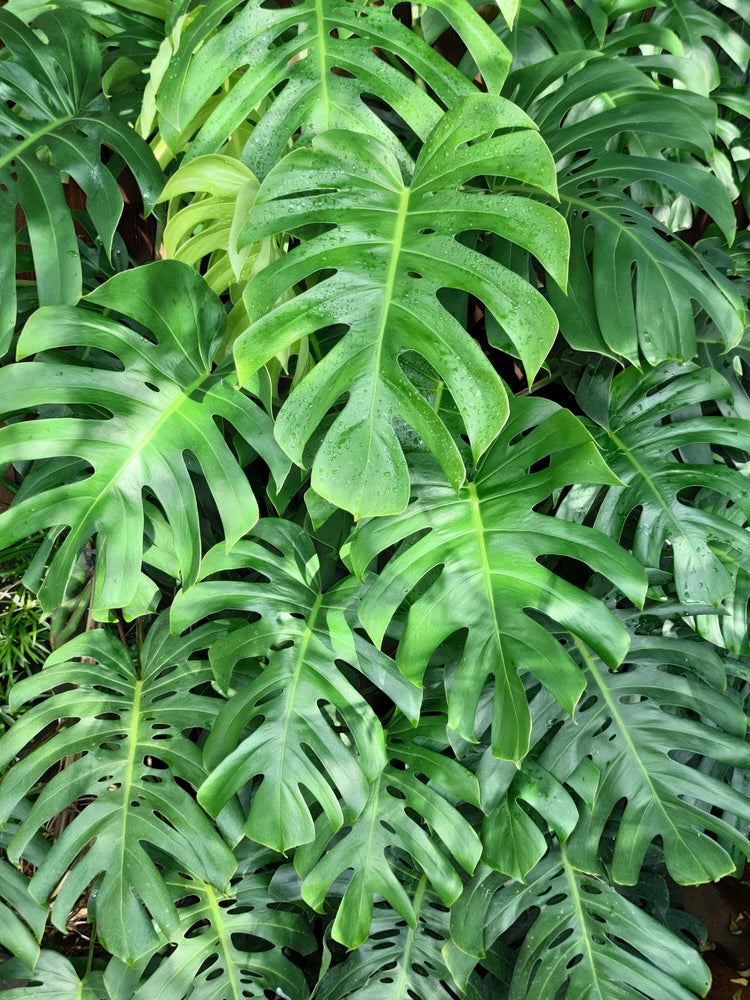 5 Organic SPLIT LEAF PHILODENDRON Monstera Deliciosa Swiss Cheese Plant Vine See Flowering Plants