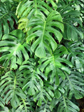 5 Organic SPLIT LEAF PHILODENDRON Monstera Deliciosa Swiss Cheese Plant Vine See Flowering Plants