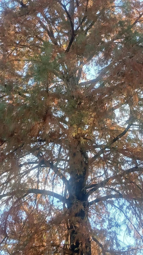 _100_ Bald Cypress Tree  Seeds for Planting Green Plant
