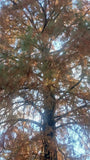 _100_ Bald Cypress Tree  Seeds for Planting Green Plant