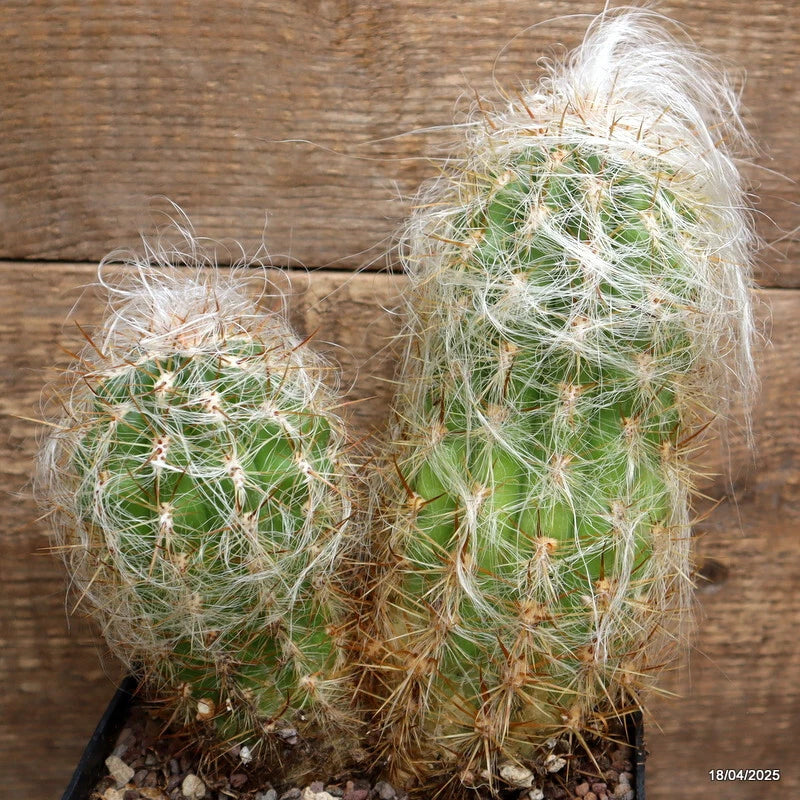 Potted crested cactus with green stems and white spines in a small pot