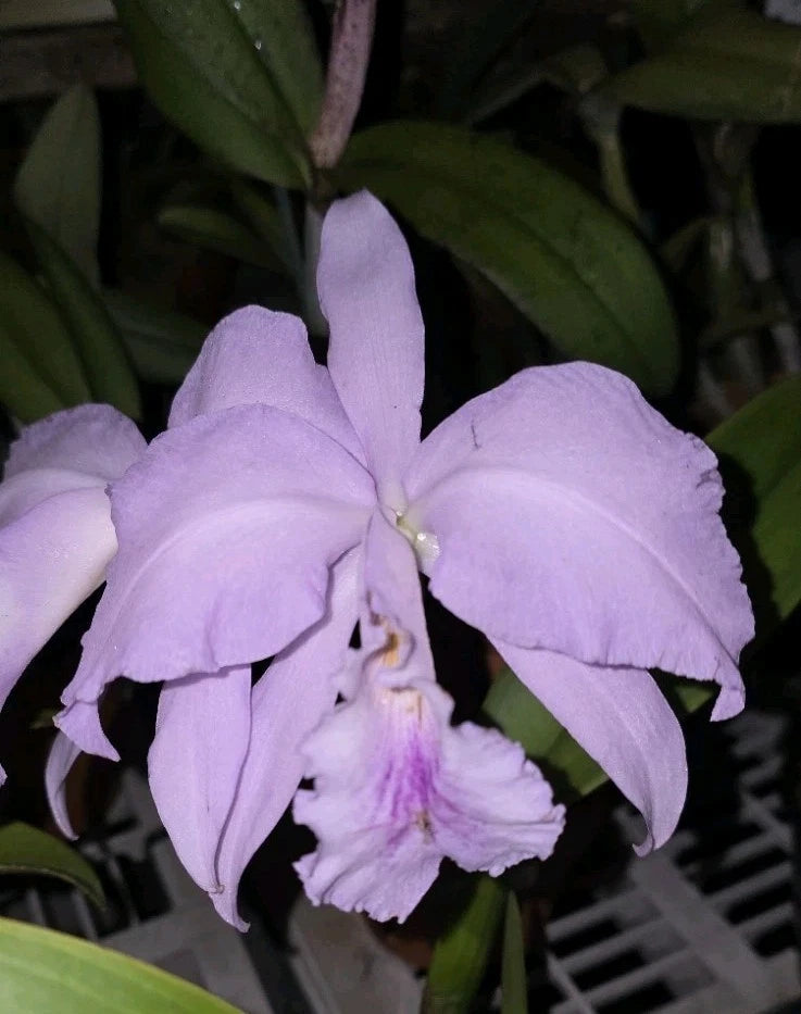 Lavender orchid flower with ruffled petals and pale purple lip