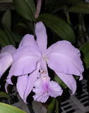 Cattleya warneri h.f. coerulea'Okika' very select form Very Fragrant Flowers Orchids