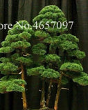 20 SEEDS for BONSAI PINE TREE #11 dwarf mini rare exotic garden plant USA Seller Garden Plants