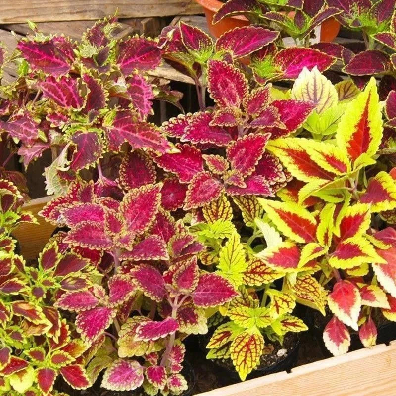 600+ Coleus Rainbow Mix Seeds Garden Plants