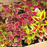 600+ Coleus Rainbow Mix Seeds Garden Plants